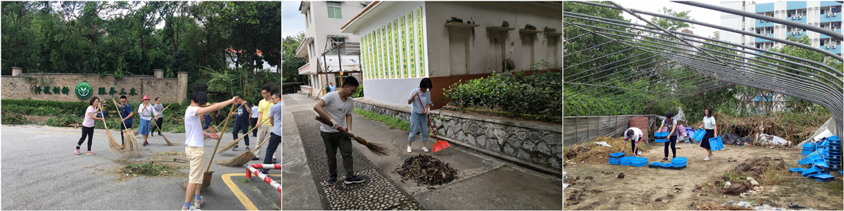 我院團員和青年職工積極參與臺風災后院環(huán)境清理恢復工作