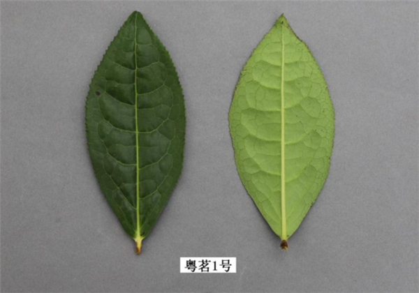 圖片說(shuō)明