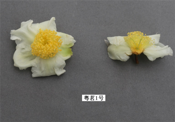 圖片說(shuō)明