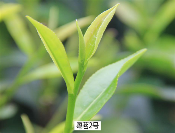 圖片說(shuō)明