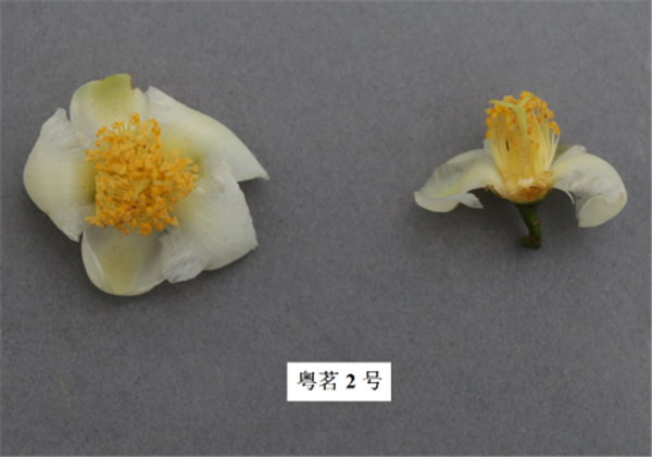 圖片說(shuō)明