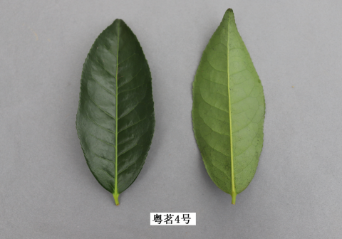 圖片說(shuō)明