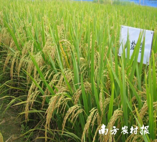 廣鹽1號水稻品種，耐鹽堿性好，表現(xiàn)穩(wěn)定，米質(zhì)達(dá)國標(biāo)優(yōu)質(zhì)2級水平。