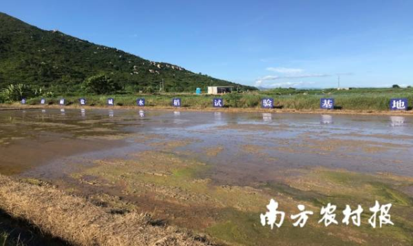 臺山耐鹽堿水稻試驗(yàn)基地一角。