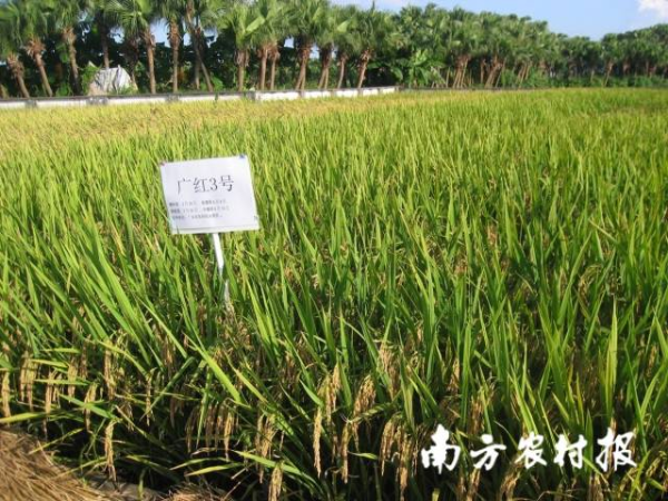 耐鹽（堿）水稻品種廣紅3號，優(yōu)質(zhì)高產(chǎn)，綜合性狀優(yōu)良，值得推廣。