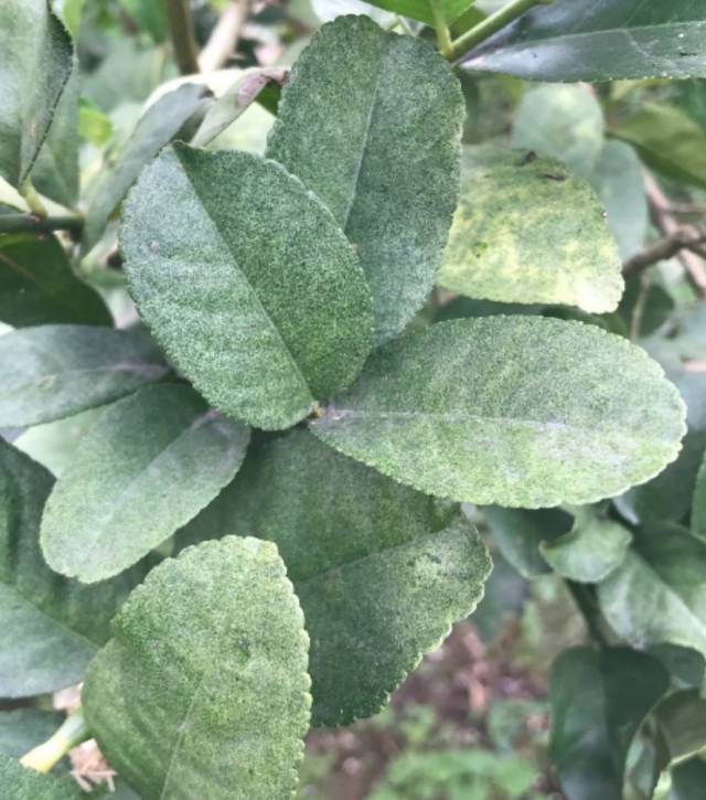 紅蜘蛛取食為害后的檸檬葉片。