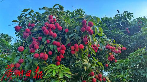 打造荔枝種業(yè)最強(qiáng)“芯”，優(yōu)質(zhì)荔枝品種“鳳山紅燈籠”通過全國熱帶作物品種委員會審定