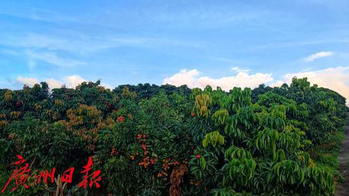 打造荔枝種業(yè)最強(qiáng)“芯”，優(yōu)質(zhì)荔枝品種“鳳山紅燈籠”通過全國熱帶作物品種委員會審定