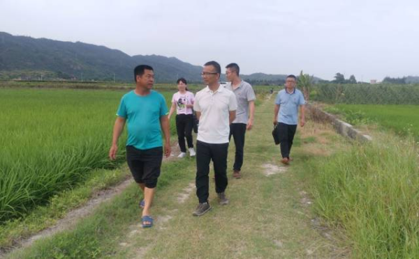 駐鎮(zhèn)幫鎮(zhèn)扶村工作隊(duì)、汕尾分院和農(nóng)村科技特派員團(tuán)隊(duì)調(diào)研并指導(dǎo)水稻生產(chǎn)。