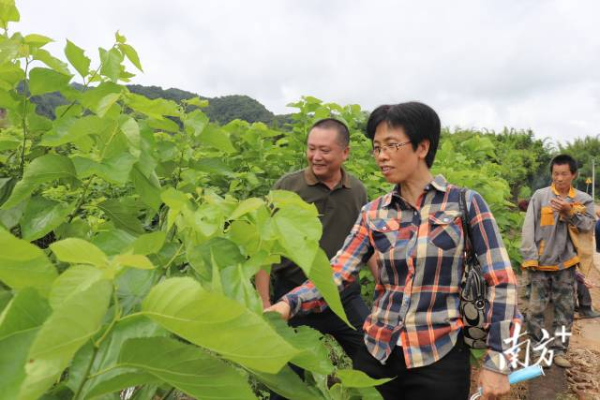 省農(nóng)科院專家唐翠明現(xiàn)場與農(nóng)戶交流。