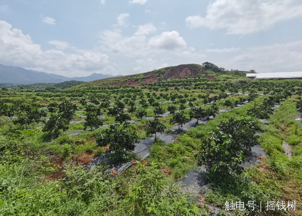 文章配圖