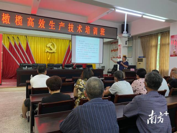 “橄欖高效生產(chǎn)技術(shù)培訓(xùn)班”在文祠鎮(zhèn)舉辦。