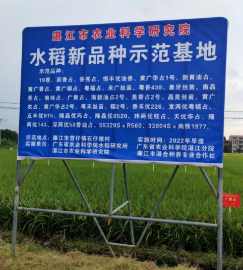 在廉江市營(yíng)仔鎮(zhèn)石仔墩村展示的水稻新優(yōu)品種。