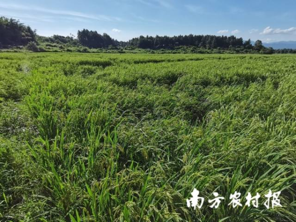 始興縣沈所鎮(zhèn)水稻受災(zāi)情況。