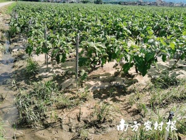始興縣城南鎮(zhèn)茄子遭水淹后場景。