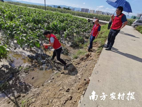 專家在檢查始興縣城南鎮(zhèn)茄子受災(zāi)情況。