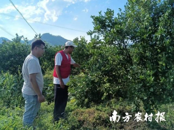 專家在指導(dǎo)康溪村貢柑防汛救災(zāi)。