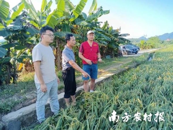 專家在指導(dǎo)康溪村水稻防汛救災(zāi)。