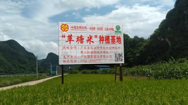 省農(nóng)科院水稻研究所與駐鎮(zhèn)幫扶工作隊合作共建“平塘米”種植基地。