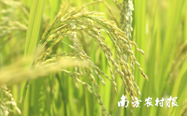 南方農(nóng)村報  拍攝