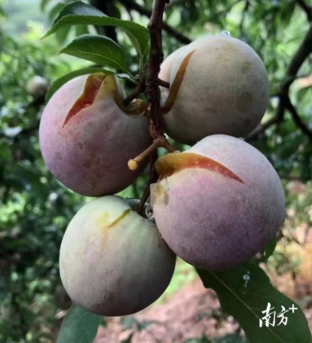 翁源三華李因災落果裂果。