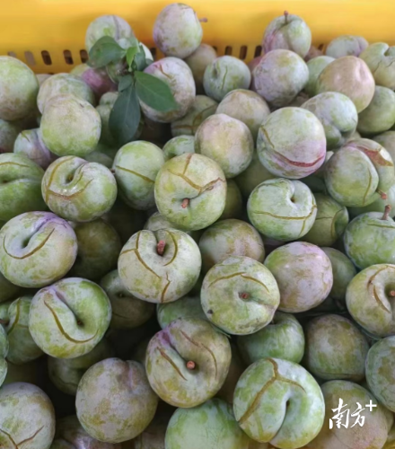 翁源三華李因災落果裂果。