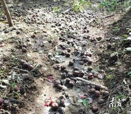輕騎兵隊伍調(diào)查三華李受災情況。