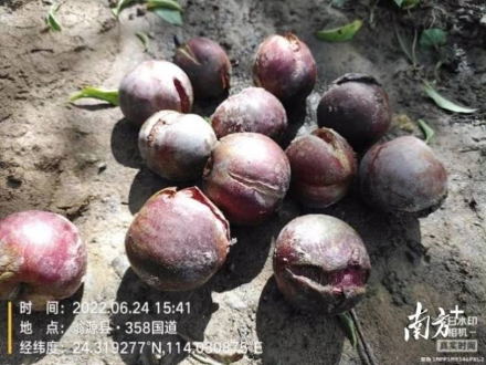 輕騎兵隊伍調(diào)查三華李受災情況。