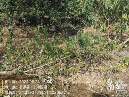輕騎兵隊伍調(diào)查三華李受災情況。