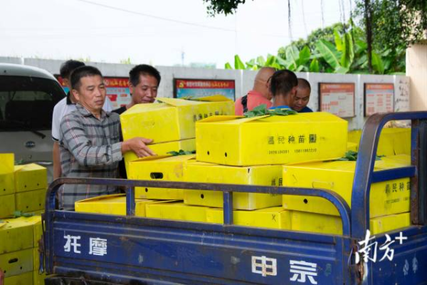 農(nóng)戶將分到的采秧裝上農(nóng)用車 南方農(nóng)村報(bào) 王俊濤 拍攝