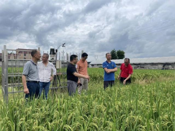 專家團(tuán)在揭陽市農(nóng)科中心考察水稻新品種示范基地。