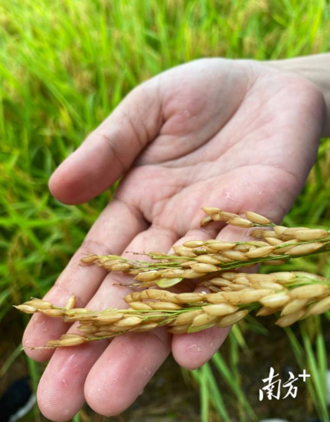受雨水影響，稻穗出現(xiàn)發(fā)芽現(xiàn)象，對此專家建議搶收。