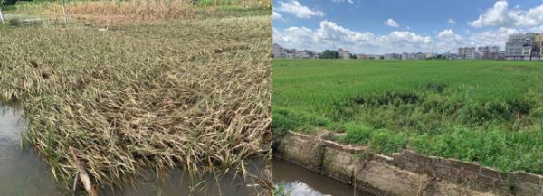 連平縣忠信鎮(zhèn)和溪山鎮(zhèn)部分水稻受災(zāi)較重。
