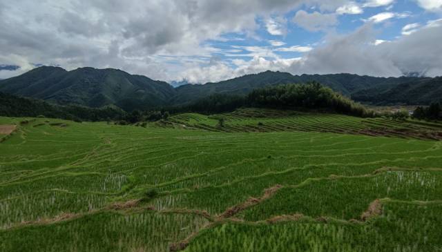 連山有機(jī)絲苗米種植基地。