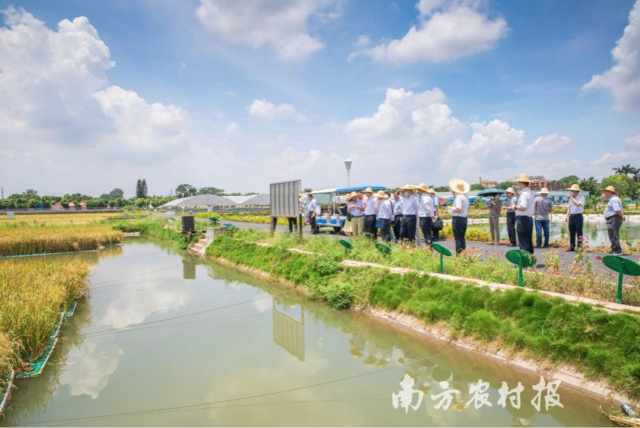 “東涌漁稻模式”得到多方關(guān)注