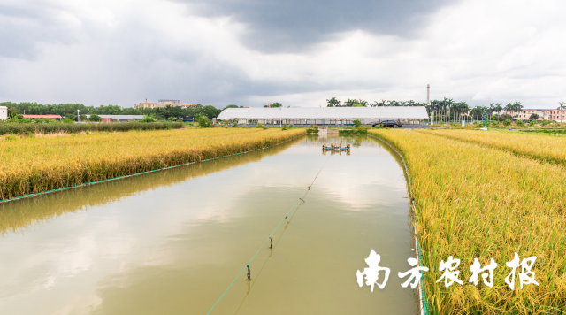 0  南方農(nóng)村報 楊玲 拍攝