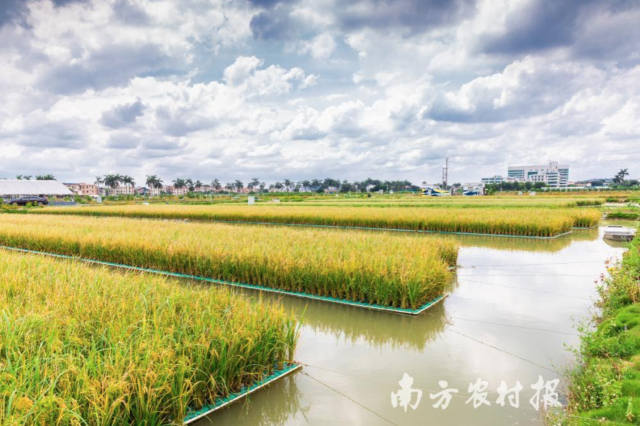魚塘種稻，一水兩用，一塘雙收 