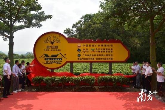 中國石油廣東銷售公司黨委書記趙劍春、省農(nóng)業(yè)科學(xué)院副院長何秀古、省農(nóng)業(yè)科學(xué)院茶葉研究所所長唐勁馳等領(lǐng)導(dǎo)為英德紅茶產(chǎn)供銷一體化示范基地揭牌。通訊員供圖