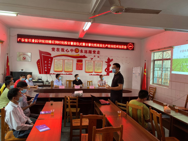 特派員團隊作“甘薯高效生產(chǎn)栽培技術(shù)”專題培訓(xùn)