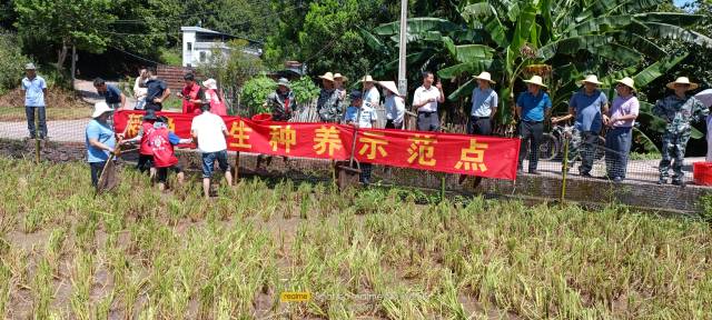 村民共享稻漁種養(yǎng)豐收喜悅