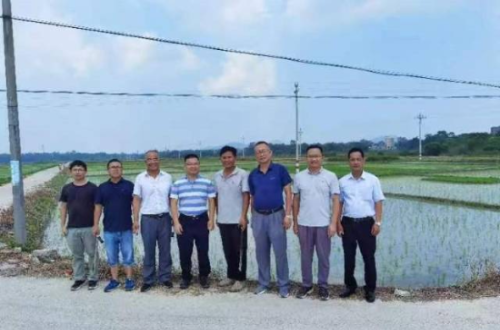 專家服務(wù)團隊在茂名市電白區(qū)水稻生產(chǎn)基地考察和土壤取樣。