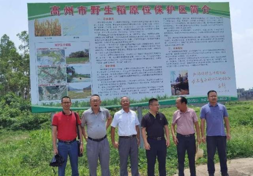 專家服務(wù)團隊在高州野生稻原位保護區(qū)進行考察。