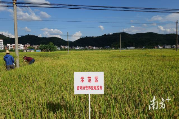 土壤調(diào)理劑應(yīng)用技術(shù)使重金屬污染農(nóng)田重新種上了莊稼，實現(xiàn)安全利用。