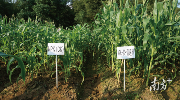 施用炭基土壤調(diào)理劑的土壤上，玉米的長勢明顯優(yōu)于對照組。