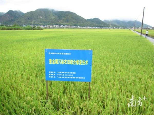 資環(huán)所的重金屬污染農(nóng)田的農(nóng)藝綜合修復(fù)技術(shù)體系展示。
