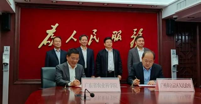 今年4月1日，廣東省農(nóng)科院與白云區(qū)政府簽訂合作框架協(xié)議，雙方將通過“廣州種業(yè)之都”建設(shè)，開展新一輪全面戰(zhàn)略合作。  
