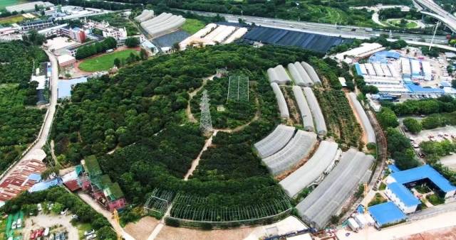 圖為位于廣東省農(nóng)科院果樹研究所的國家果樹種質(zhì)廣州荔枝圃。