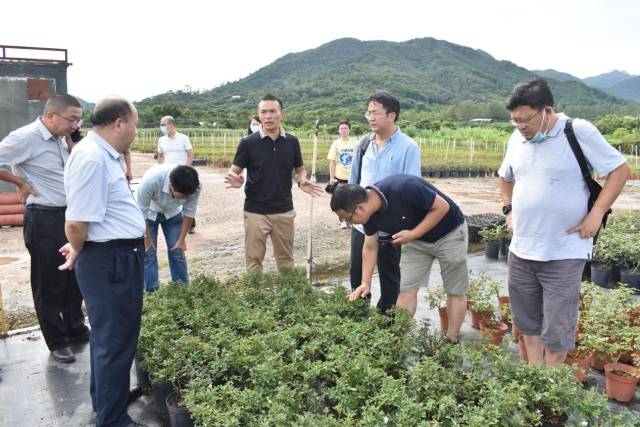 調(diào)研深圳市時代園林花卉有限公司月季病蟲害發(fā)生情況