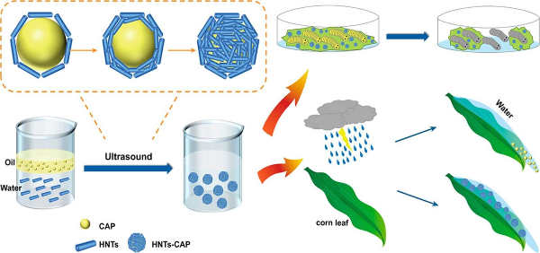 HNTs-CAP乳液體系制備及其耐雨水沖刷性和殺蟲效果.jpg