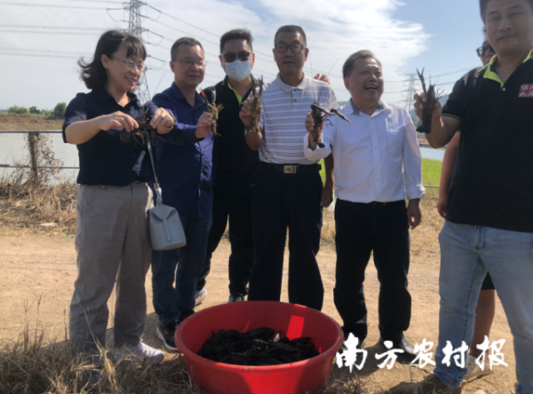 廖森泰一行還前往江門市恒兆鴻澤水產(chǎn)科技有限公司了解了澳龍淡水龍蝦（紅螯螯蝦）種質選育等情況。